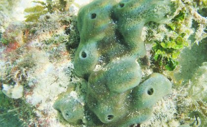 The study used Great Barrier Reef sponge Amphimedon queenslandica